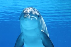Картина в детскую Дельфин 